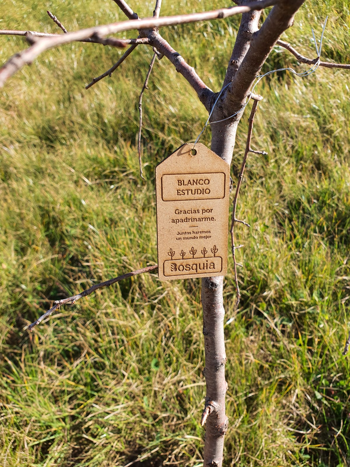 árbol blanco estudio